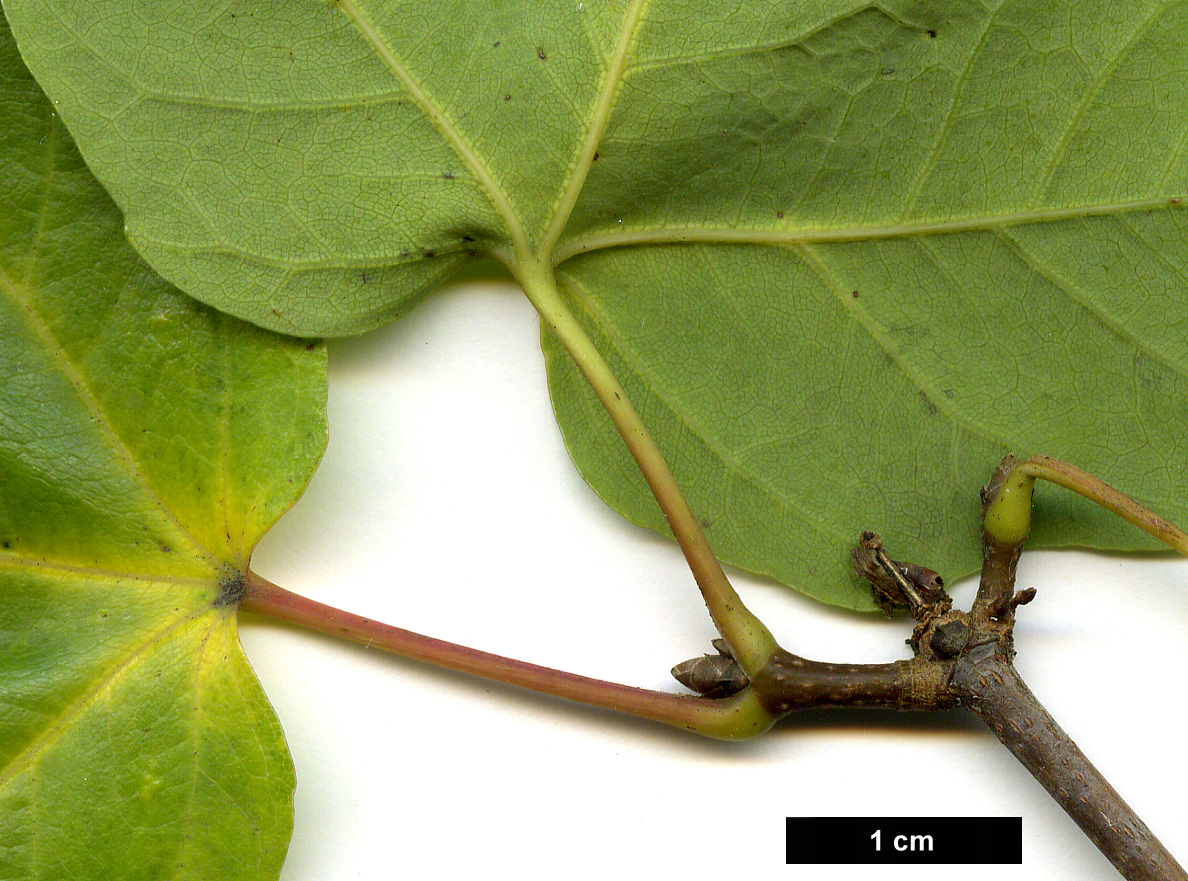 High resolution image: Family: Sapindaceae - Genus: Acer - Taxon: ×coriaceum (A.monspessulanum × A.opalus)